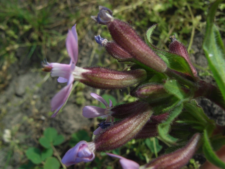 Silene fuscata / Silene scura